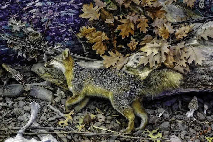 Webster County Conservation 8