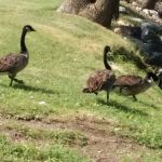 Straight Park Campground