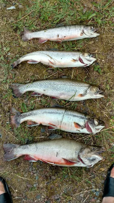Courtney Lake Campground 1