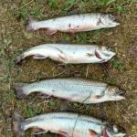 Courtney Lake Campground