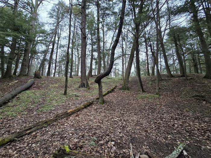 Birch Campground 5