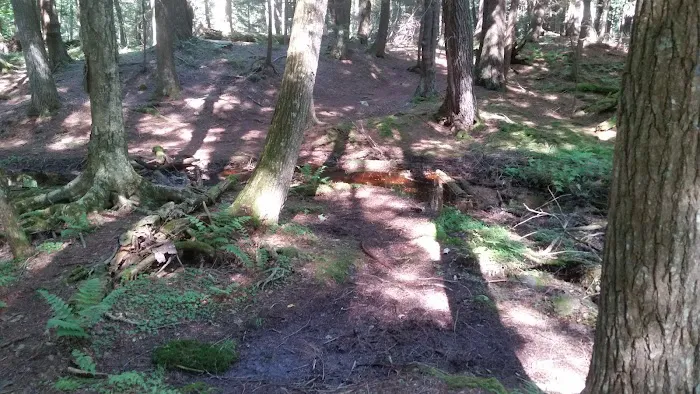 Balsam Campground 3