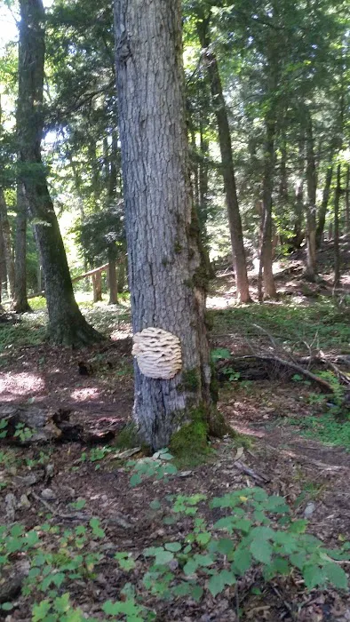 Balsam Campground 4