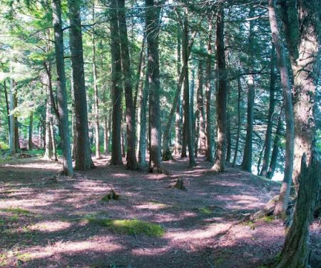 Cedar Campground