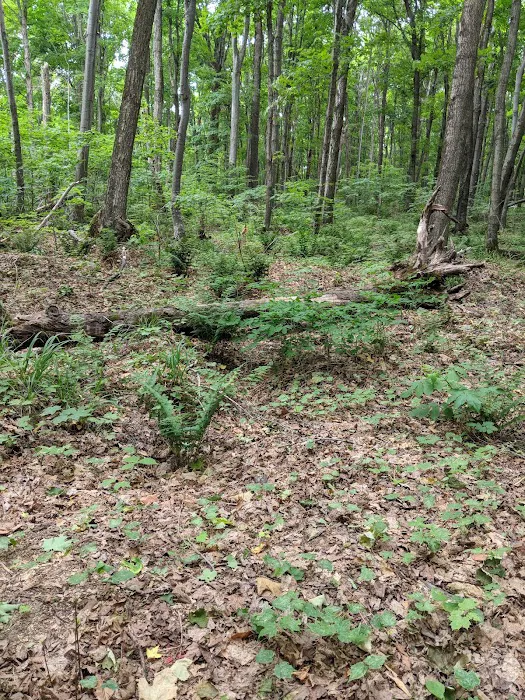 Cliffs Group Campsite 6