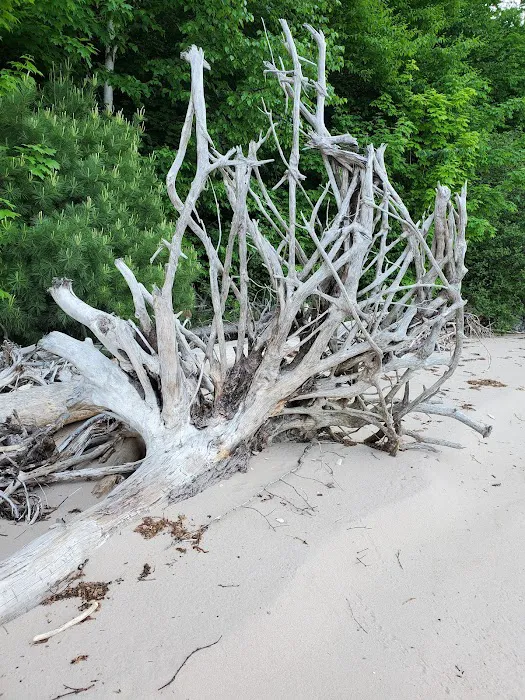 Driftwood Campsite 9