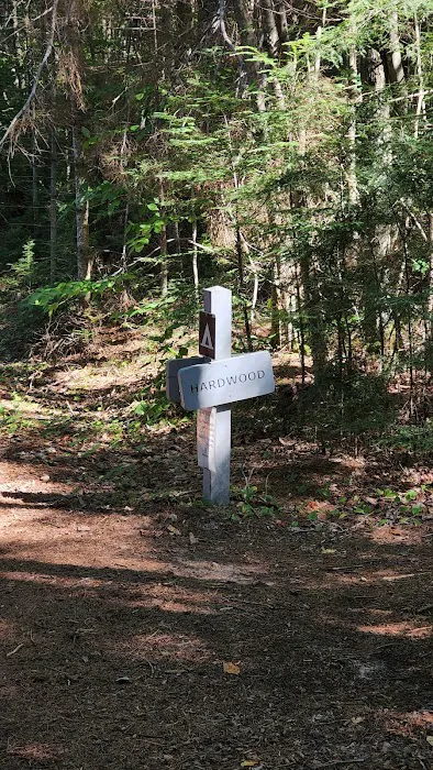 Hardwood Campsite On Grand Island 4