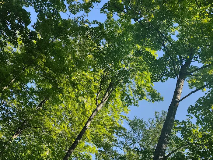 South Manistique Lake Campground 6