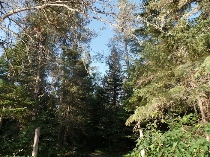 East Branch of the Fox River State Forest Campground 6