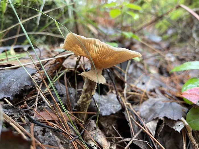 Big Knob State Forest Campground 1