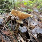 Big Knob State Forest Campground