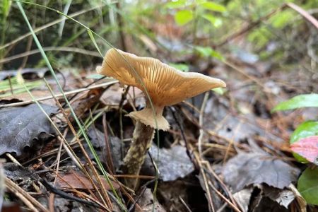 Big Knob State Forest Campground