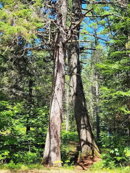 Big Knob State Forest Campground 9