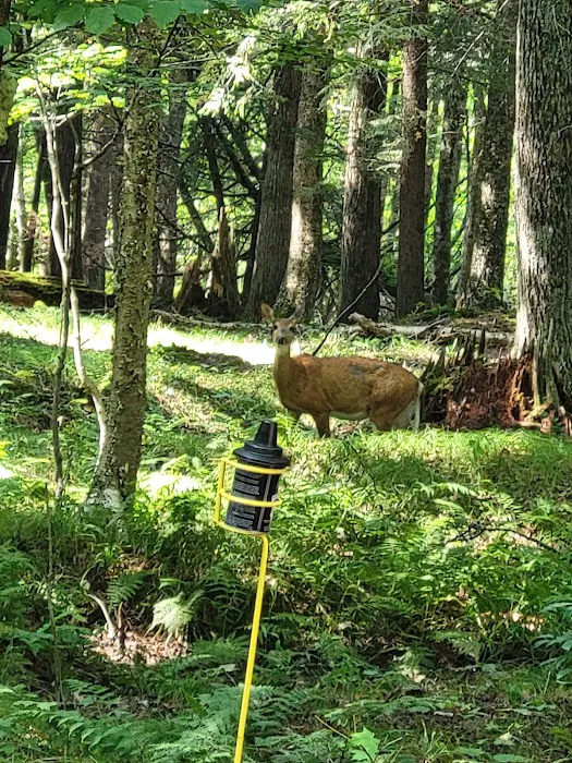 Namekagon Campground 6