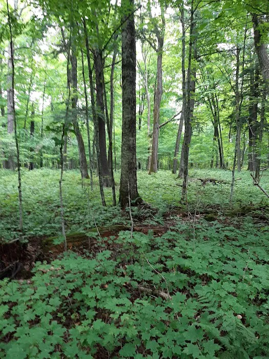 Namekagon Campground 10