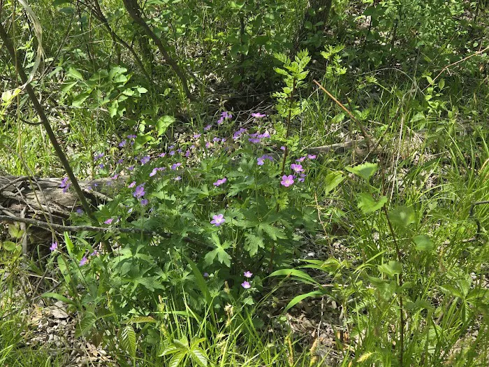 Interstate Park Campground 8