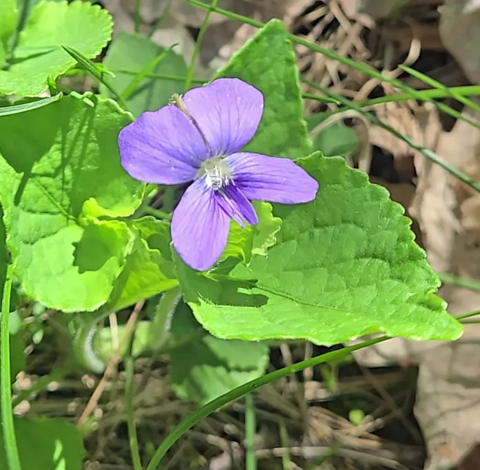 Interstate Park Campground 5