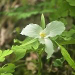 Interstate Park Campground