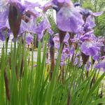 Townsedge Terrace