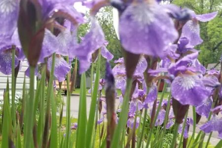 Townsedge Terrace
