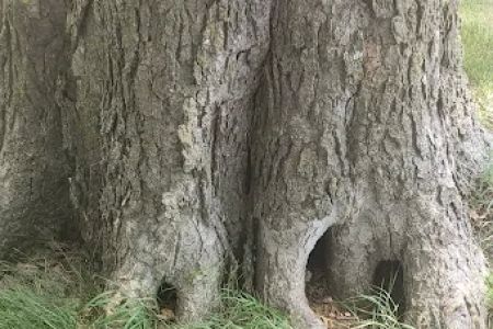 Finstad's Oak Haven Campground