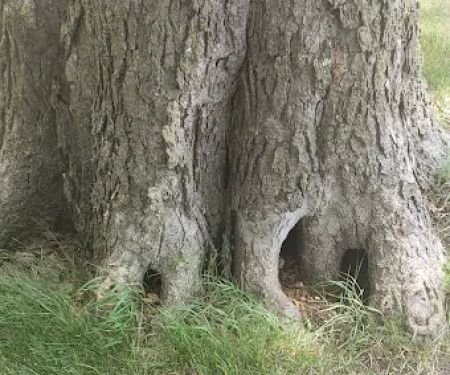 Finstad's Oak Haven Campground