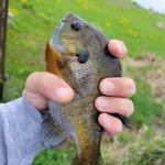 Fogle Lake Park Campground