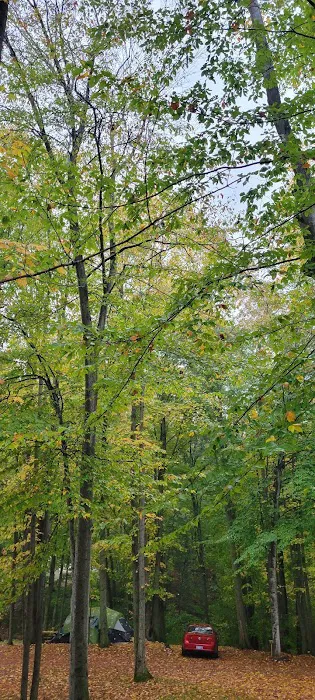 Cadillac Woods Campground 2