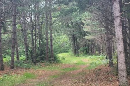 Tenting in the Pines