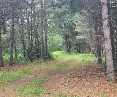 Tenting in the Pines