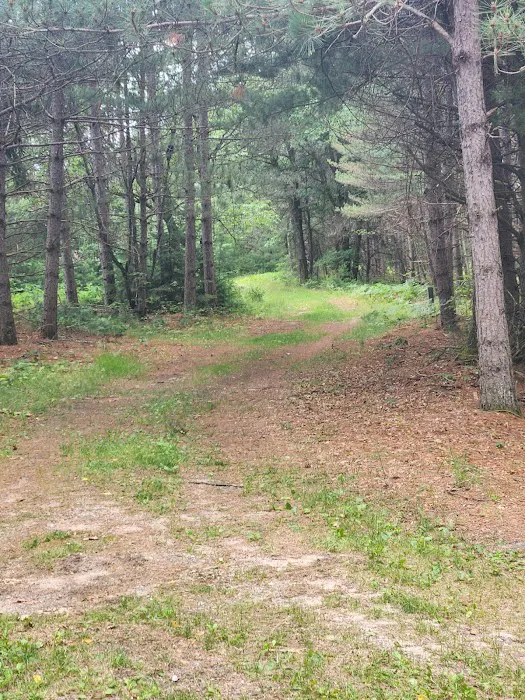 Tenting in the Pines 1