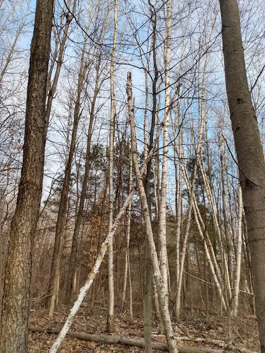 Deerfield Pines 10
