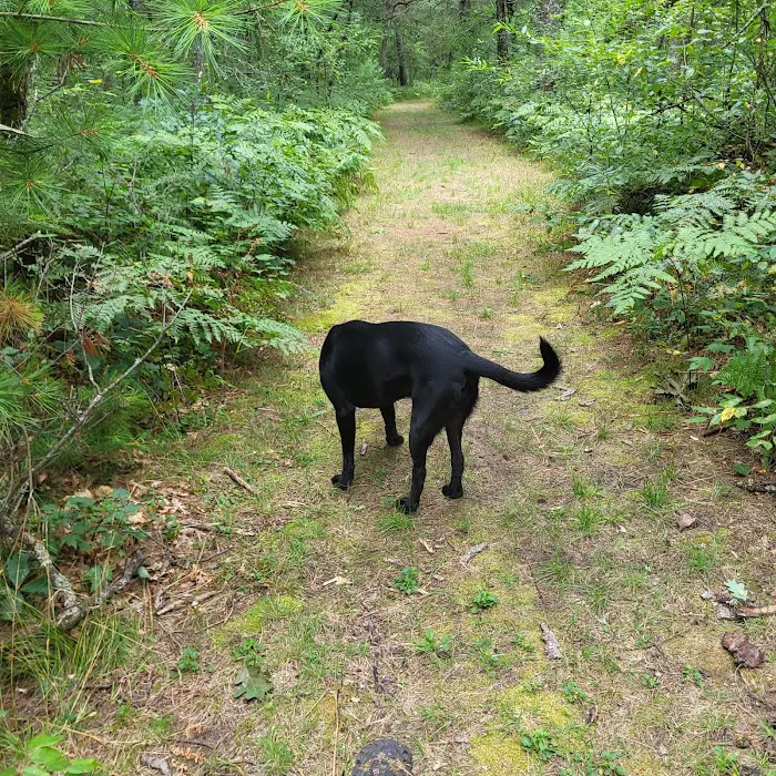 Kestelwoods Campground 10