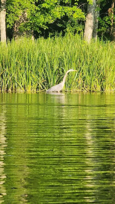 Matson's Big Manistee River 6