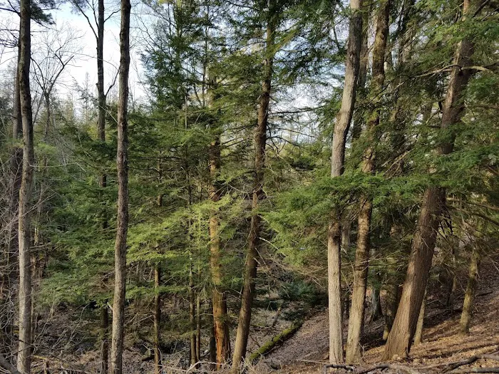 Matson's Big Manistee River 8