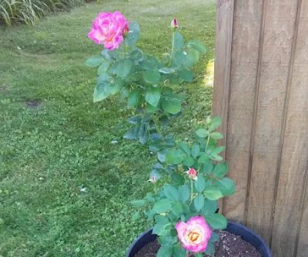 Rolling Wheels Estates