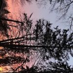 Eckert Mobile Home Court