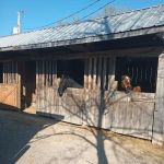 Quiet Woods Green River Stables