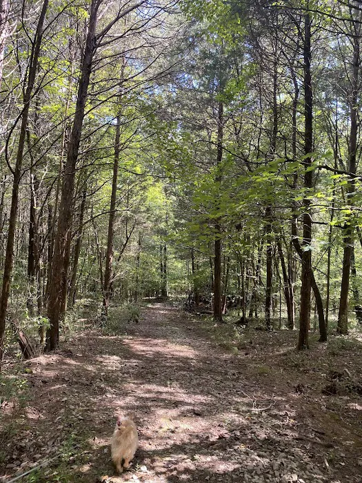 Smith Ridge Campground 9