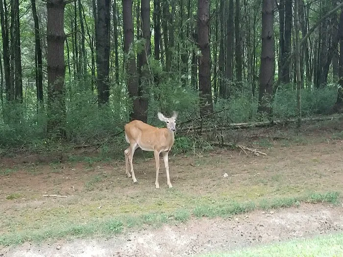 Holmes Bend Campground 10