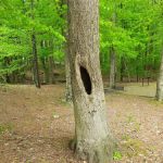 Holmes Bend Campground