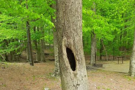 Holmes Bend Campground