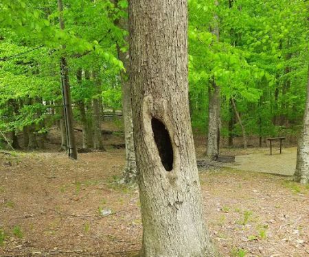 Holmes Bend Campground