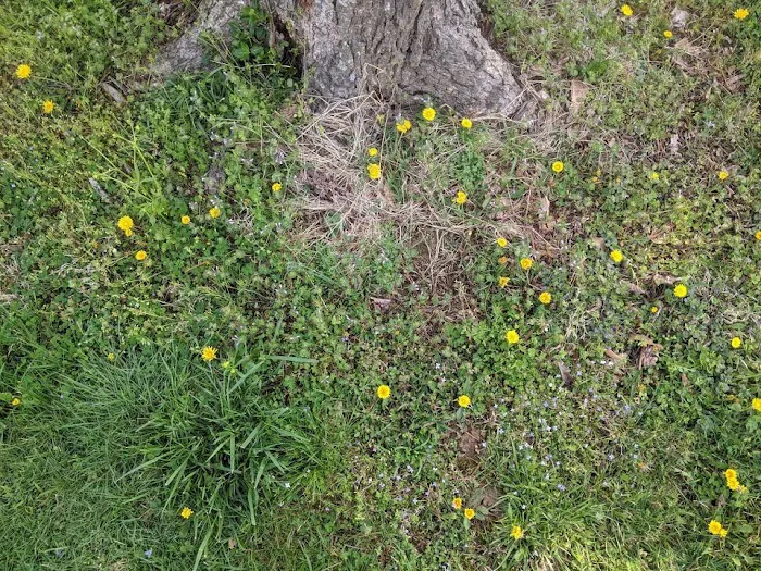 Cinco de Mayo Campground 1