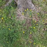 Cinco de Mayo Campground