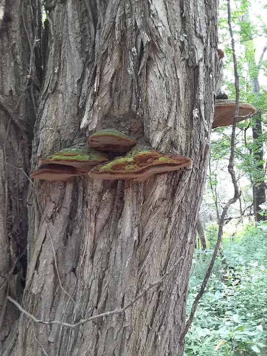 Pine Hills Campground 3