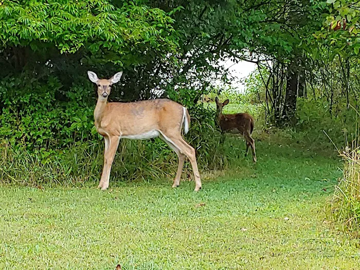 Forest Creek Mobile Home Park 9