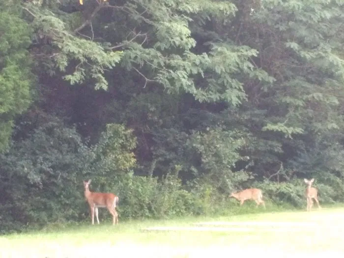 Forest Creek Mobile Home Park 6