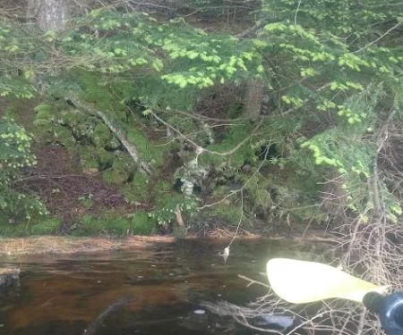 North Gemini Lake State Forest Campground