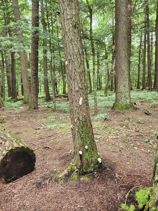 Union River Outpost Campground 3